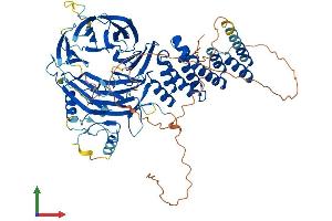AlphaFold protein structure predicition of Human Recombinant WDPCP Protein, UniprotID O95876 (WDPCP Protein (AA 1-746) (His tag))