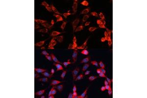 Immunofluorescence analysis of NIH-3T3 cells using MRPS28 Polyclonal Antibody (ABIN6133074, ABIN6144041, ABIN6144042 and ABIN6220731) at dilution of 1:100 (40x lens). (MRPS28 antibody  (AA 1-187))