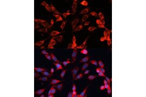 Immunofluorescence analysis of NIH-3T3 cells using MRPS28 Polyclonal Antibody (ABIN6133074, ABIN6144041, ABIN6144042 and ABIN6220731) at dilution of 1:100 (40x lens). (MRPS28 antibody  (AA 1-187))