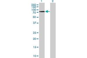 Western Blot analysis of COL9A3 expression in transfected 293T cell line by COL9A3 MaxPab polyclonal antibody.