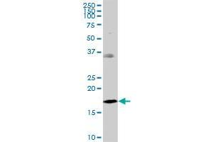 NDUFB7 MaxPab polyclonal antibody. (NDUFB7 antibody  (AA 1-137))