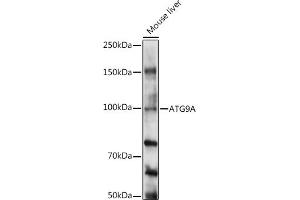 Western blot analysis of extracts of Mouse liver, using A antibody (ABIN6131194, ABIN6137269, ABIN6137270 and ABIN6224011) at 1:1000 dilution. (ATG9A antibody  (AA 180-290))