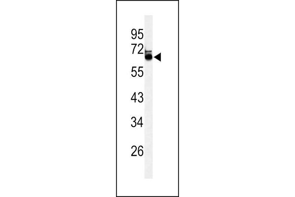 LRRTM1 antibody  (AA 88-117)
