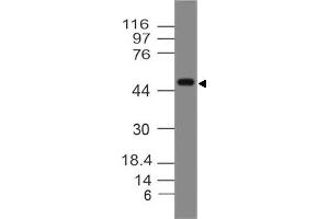 Image no. 1 for anti-Sialic Acid Binding Ig-Like Lectin 9 (SIGLEC9) (AA 1-215) antibody (ABIN5027530) (SIGLEC9 antibody  (AA 1-215))