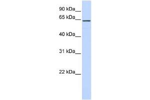 WB Suggested Anti-CKAP4 Antibody Titration:  0. (CKAP4 antibody  (Middle Region))