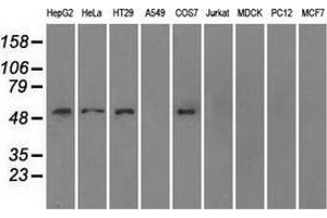 Western blot analysis of extracts (35 µg) from 9 different cell lines by using anti-SLC2A5 monoclonal antibody.