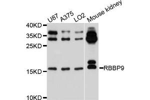 Western blot analysis of extracts of various cell lines, using RBBP9 antibody (ABIN5972508) at 1/1000 dilution. (RBBP9 antibody)
