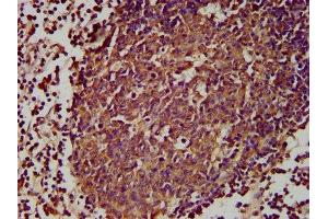 IHC image of ABIN7164473 diluted at 1:300 and staining in paraffin-embedded human lymph node tissue performed on a Leica BondTM system. (GPR174 antibody  (AA 291-333))