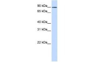 Western Blotting (WB) image for anti-GC-Rich Sequence DNA-Binding Factor 2 (GCFC2) antibody (ABIN2460017)
