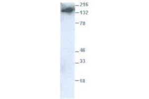 Image no. 1 for anti-Egf-Like Module Containing, Mucin-Like, Hormone Receptor-Like 1 (EMR1) (C-Term) antibody (ABIN1742584) (F4/80 antibody  (C-Term))