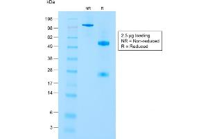 SDS-PAGE Analysis of Purified CD8a Rabbit Recombinant Monoclonal Antibody (C8/1779R). (Recombinant CD8 alpha antibody)