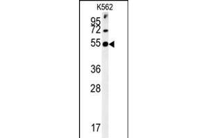 SYT13 Antibody (N-term) (ABIN651673 and ABIN2840354) western blot analysis in K562 cell line lysates (35 μg/lane). (SYT13 antibody  (N-Term))