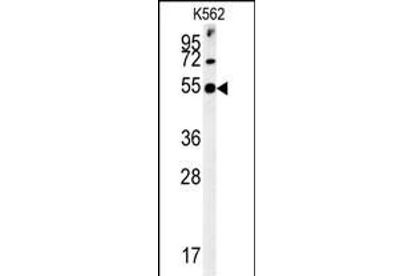 SYT13 antibody  (N-Term)