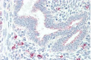 ABIN185209 (5µg/ml) staining of paraffin embedded Human Uterus. (MPG antibody  (C-Term))