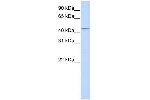 SPOCK3 antibody used at 1 ug/ml to detect target protein.
