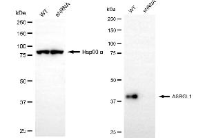 Western blotting analysis using ASRGL1 antibody (ABIN7797660). (ASRGL1 antibody)