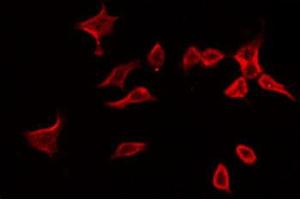 ABIN6266596 staining 293 by IF/ICC. (MMP3 antibody  (C-Term))
