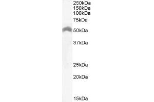 ABIN571130 (0. (LSP1 antibody  (C-Term))