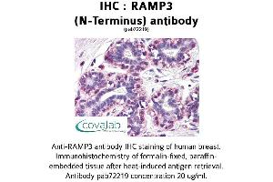 Image no. 1 for anti-Receptor (G Protein-Coupled) Activity Modifying Protein 3 (RAMP3) antibody (ABIN1738724) (RAMP3 antibody)