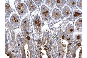 IHC-P Image MUC2 antibody [C3], C-term detects MUC2 protein at secreted on mouse intestine by immunohistochemical analysis. (MUC2 antibody  (C-Term))