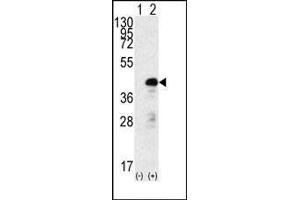 Western blot analysis of SOX2 (arrow) using rabbit polyclonal SOX2 Antibody f. (SOX2 antibody)