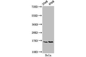 Western Blot Positive WB detected in: Hela whole cell lysate All lanes: HIST1H3A antibody at 0. (HIST1H3A antibody  (pSer10))