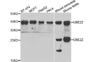 Western blot analysis of extracts of various cell lines, using UBE2Z antibody (ABIN5974351) at 1/1000 dilution.