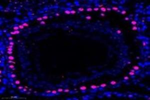 Immunofluorescent analysis of paraformaldehyde-fixed mouse testis using,RanBP16 (ABIN7073901) at dilution of 1: 600 (Exportin 7 antibody)