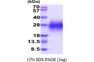SDS-PAGE (SDS) image for Glycophorin C (GYPC) (AA 1-57) protein (His tag) (ABIN5854842)
