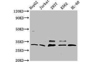 Western Blot Positive WB detected in: HepG2 whole cell lysate, Jurkat whole cell lysate, 293T whole cell lysate, K562 whole cell lysate, HL-60 whole cell lysate All lanes: GEMIN2 antibody at 3. (SIP1 antibody  (AA 1-280))