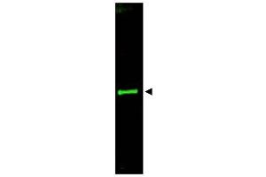 Image no. 1 for anti-Slit Homolog 3 (SLIT3) (AA 1164-1177) antibody (ABIN401312)