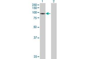 Western Blot analysis of FBXO30 expression in transfected 293T cell line by FBXO30 MaxPab polyclonal antibody. (FBXO30 antibody  (AA 1-745))