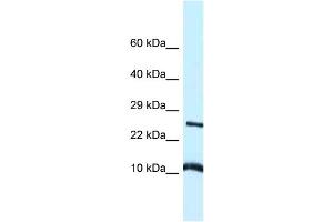WB Suggested Anti-Vamp8 Antibody Titration: 1. (VAMP8 antibody  (Middle Region))