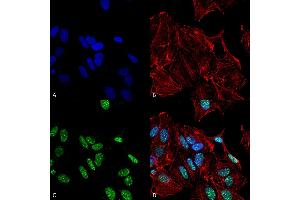 Immunocytochemistry/Immunofluorescence analysis using Rabbit Anti-GDNF Polyclonal Antibody . (GDNF antibody  (PerCP))