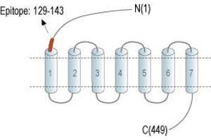 Representative domain view of the target of ABIN7885379.