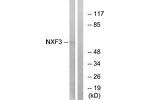 Western Blotting (WB) image for anti-Nuclear RNA Export Factor 3 (NXF3) (AA 72-121) antibody (ABIN2890475) (NXF3 antibody  (AA 72-121))