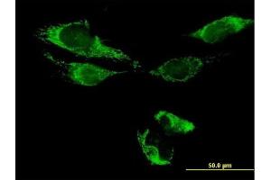 Immunofluorescence of purified MaxPab antibody to ATAD3B on HeLa cell. (ATAD3B antibody  (AA 1-648))