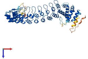 Ankyrin Repeat and Death Domain Containing 1A (ANKDD1A) (AA 1-522) protein (His tag)