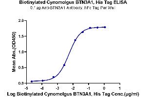 Immobilized Anti-BTN3A1 Antibody, hFc Tag at 1 μg/mL (100 μL/well) on the plate. (BTN3A1 Protein (AA 1-219) (His-Avi Tag,Biotin))