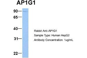 Host: Rabbit Target Name: AP1G1 Sample Type: HepG2 Antibody Dilution: 1. (gamma 1 Adaptin antibody  (C-Term))