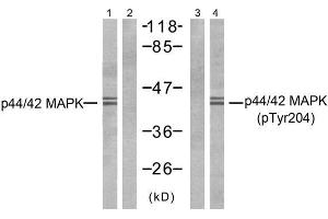 Western blot analysis of extracts from NIH-3T3 cells, using p44/42 MAP Kinase (Ab-204) antibody (E021238, Line 1 and 2) and p44/42 MAP Kinase (phospho- Tyr204) antibody (E011246, Line 3). (ERK1/2 antibody)
