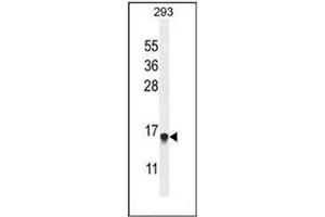 Western blot analysis of ENSA Antibody  in 293 cell line lysates (35ug/lane). (Ensa antibody  (Middle Region))