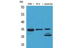 Western Blotting (WB) image for anti-Cell Division Cycle 34 (CDC34) (Internal Region) antibody (ABIN3178220) (CDC34 antibody  (Internal Region))