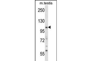 SNX14 Antibody (Center) (ABIN657741 and ABIN2846725) western blot analysis in mouse testis tissue lysates (35 μg/lane).