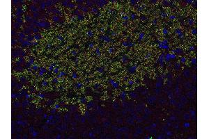 Indirect immunostaining of PFA fixed paraffin embedded mouse hippocampus section with anti-Homer 3 (dilution 1 : 500; red) and guinea pig anti-ZnT 3 (ABIN1742413, dilution 1 : 500; green). (HOMER3 antibody  (AA 1-177))