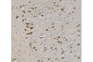 IHC analysis of Rad9b using anti-Rad9b antibody (ABIN7599360).