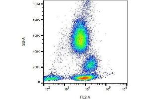 Surface staining of human peripheral blood cells with anti-human CD162 (clone TC2) PE. (SELPLG antibody  (PE))