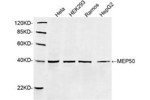 Western blot analysis of cell lysates using 1 µg/mL Rabbit Anti-MEP50 Polyclonal Antibody (ABIN398851) The signal was developed with IRDyeTM 800 Conjugated Goat Anti-Rabbit IgG. (WDR77 antibody  (C-Term))