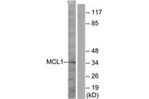 Image no. 1 for anti-Induced Myeloid Leukemia Cell Differentiation Protein Mcl-1 (MCL1) (AA 125-174) antibody (ABIN2888896) (MCL-1 antibody  (AA 125-174))