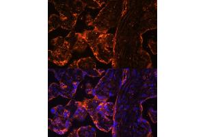 Immunofluorescence (IF) image for anti-Brain and Reproductive Organ-Expressed (TNFRSF1A Modulator) (BRE) (AA 51-229) antibody (ABIN7265912)